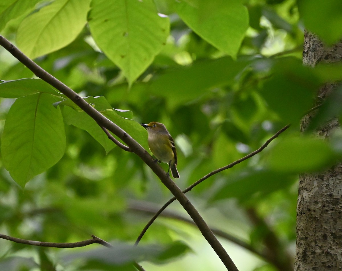 White-eyed Vireo - ML636742708