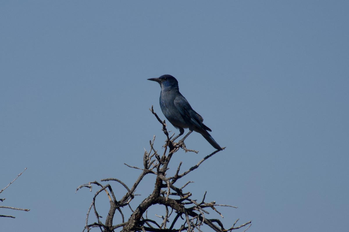 Pinyon Jay - ML636742732