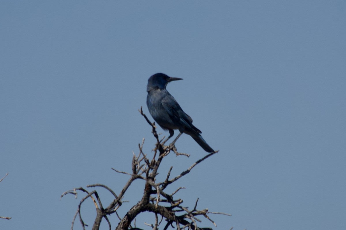 Pinyon Jay - ML636742733