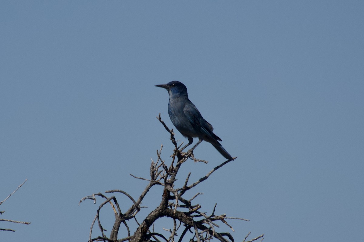 Pinyon Jay - ML636742734