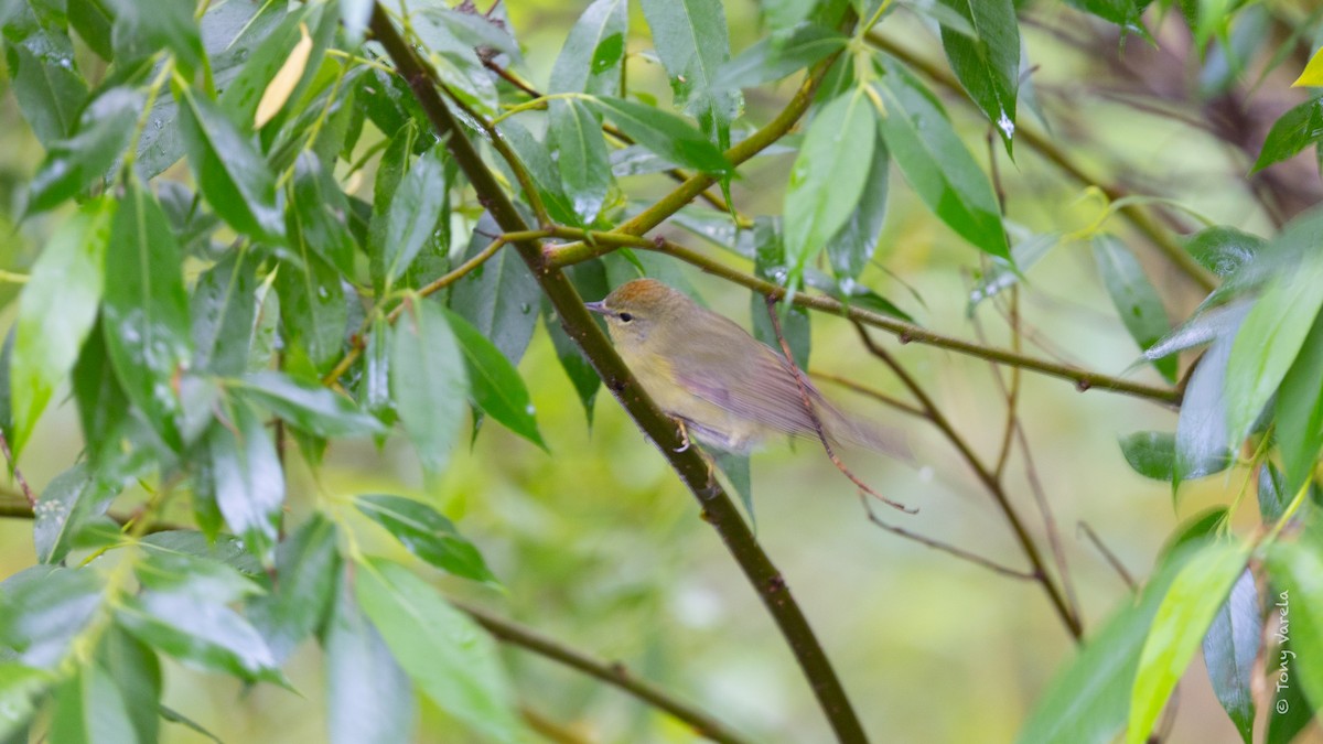 Orange-crowned Warbler - ML636742741