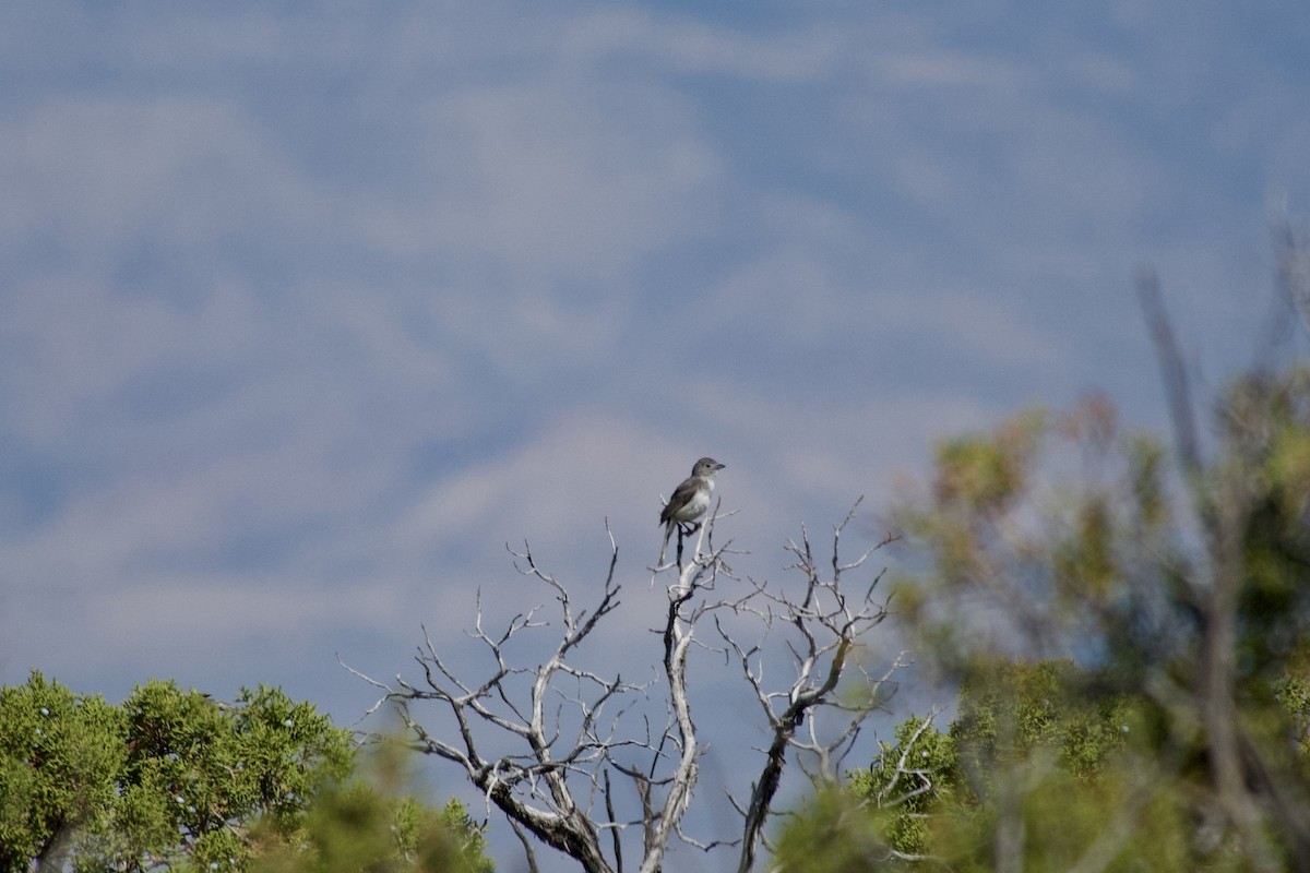 Gray Vireo - ML636742743