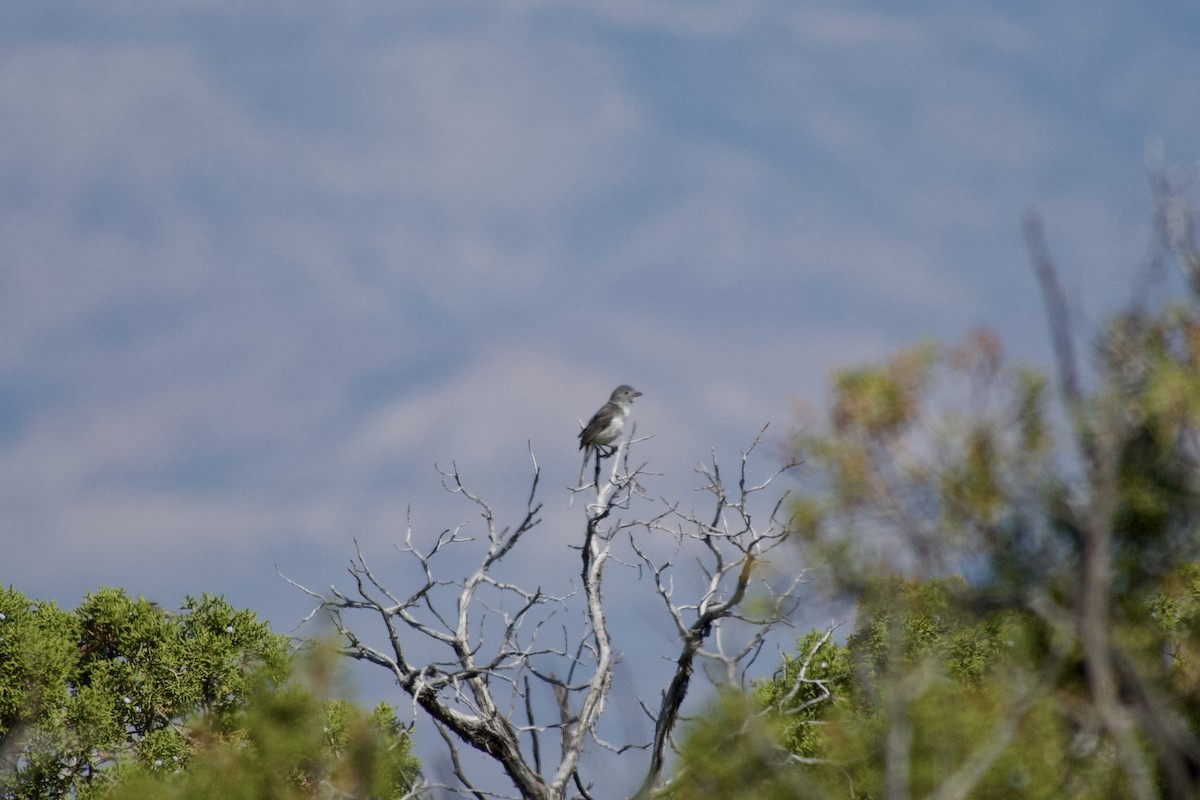 Gray Vireo - ML636742744