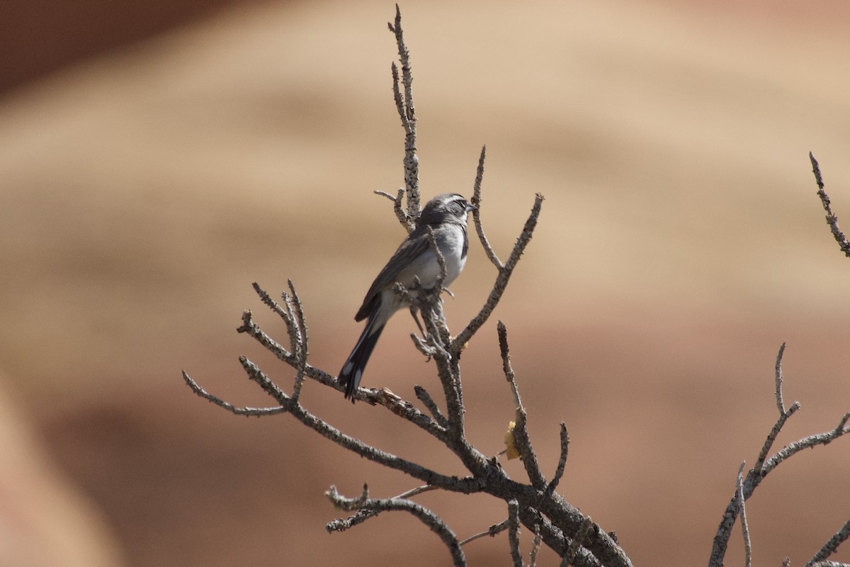 Black-throated Sparrow - ML636742768