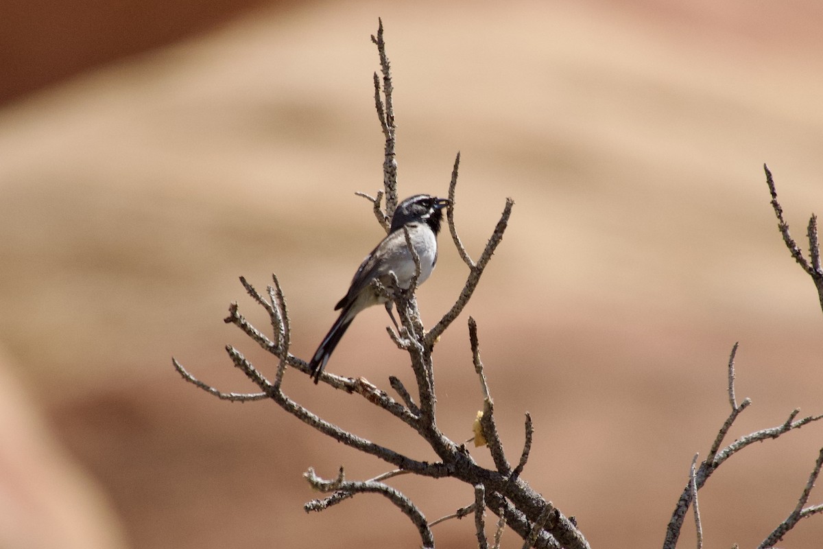 Black-throated Sparrow - ML636742769