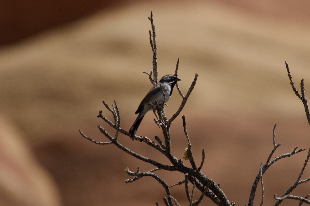 Black-throated Sparrow - ML636742770
