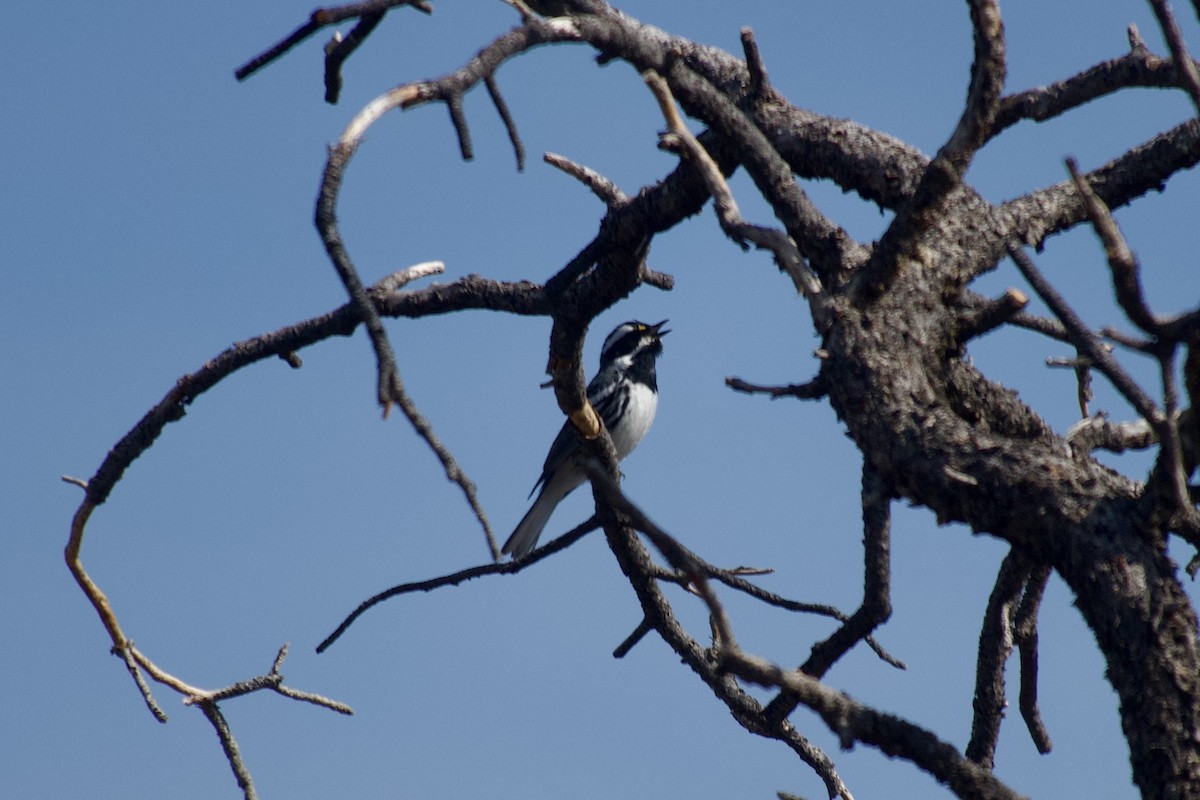 Black-throated Gray Warbler - ML636742771