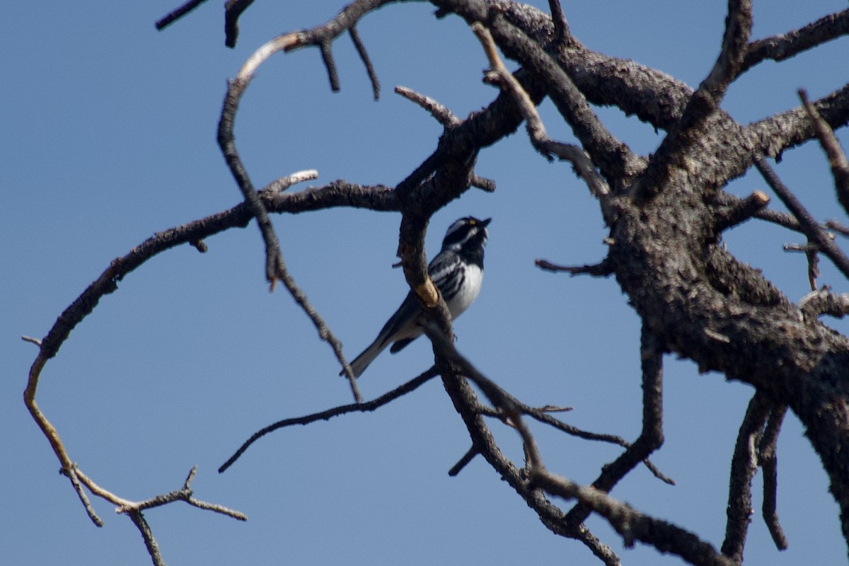 Black-throated Gray Warbler - ML636742772