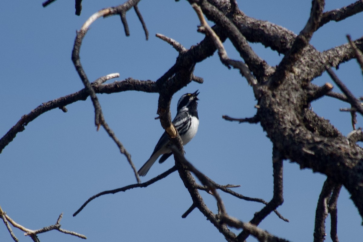 Black-throated Gray Warbler - ML636742773