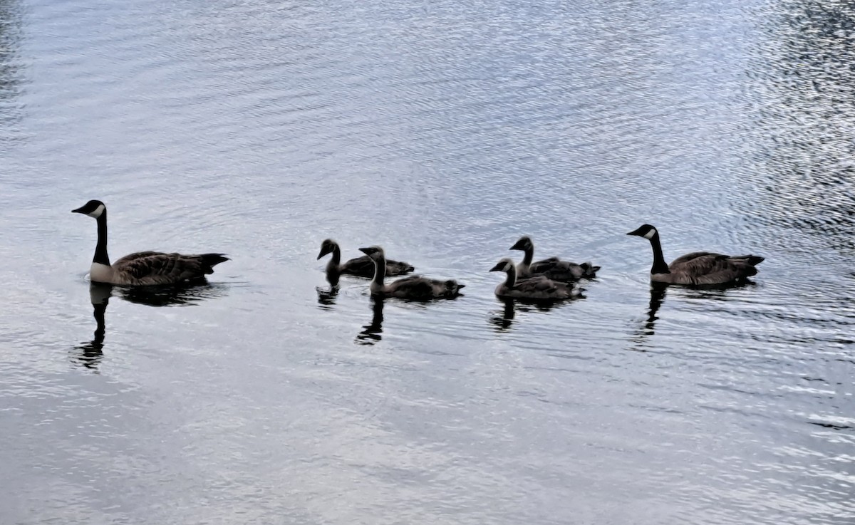 Canada Goose - ML636742790