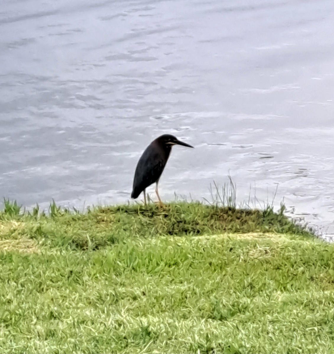 Green Heron - ML636742821