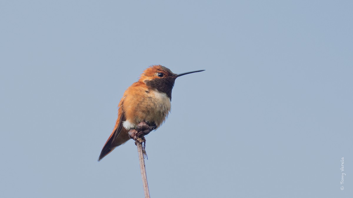 Rufous Hummingbird - ML636742835