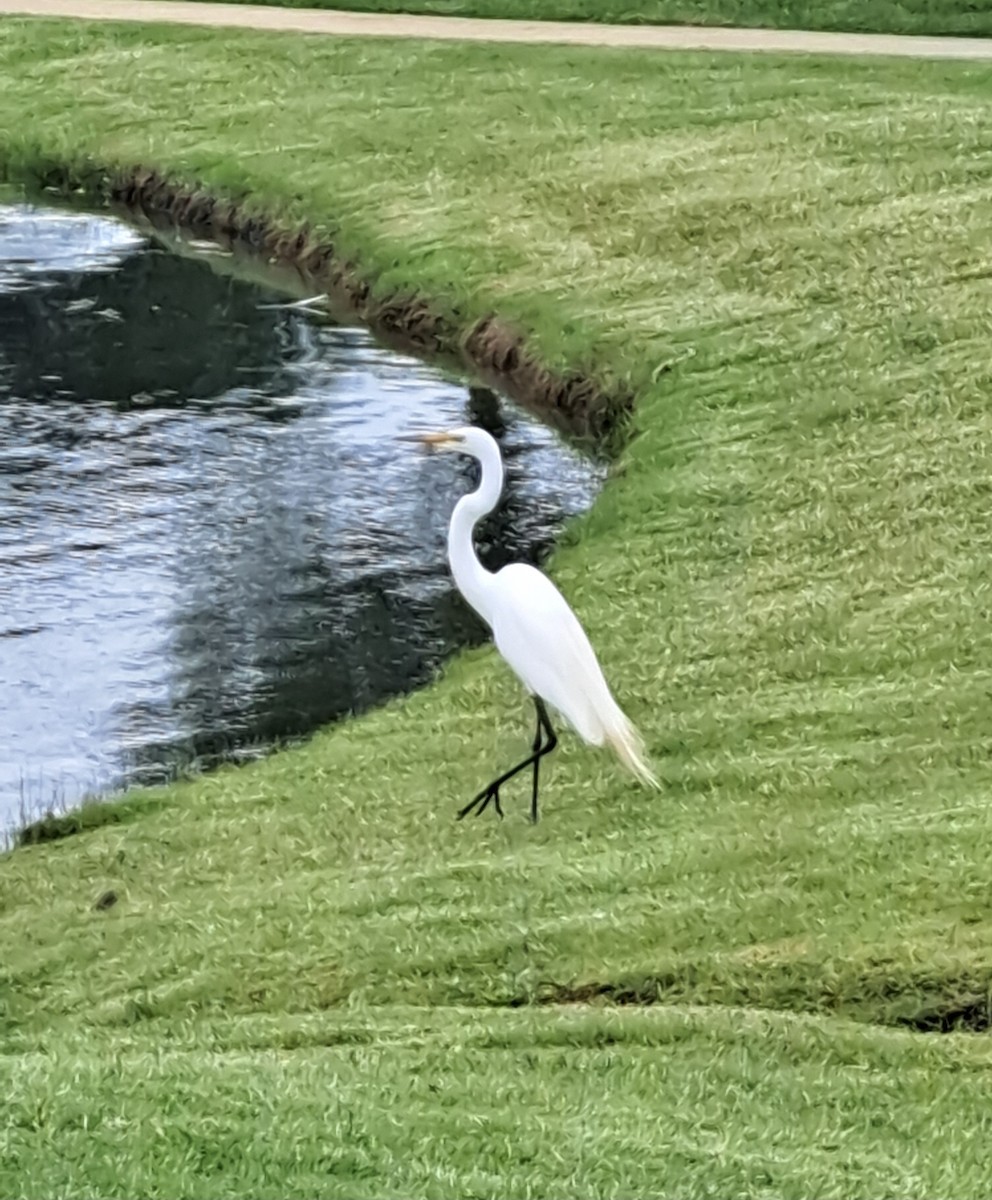 Great Egret - ML636742840