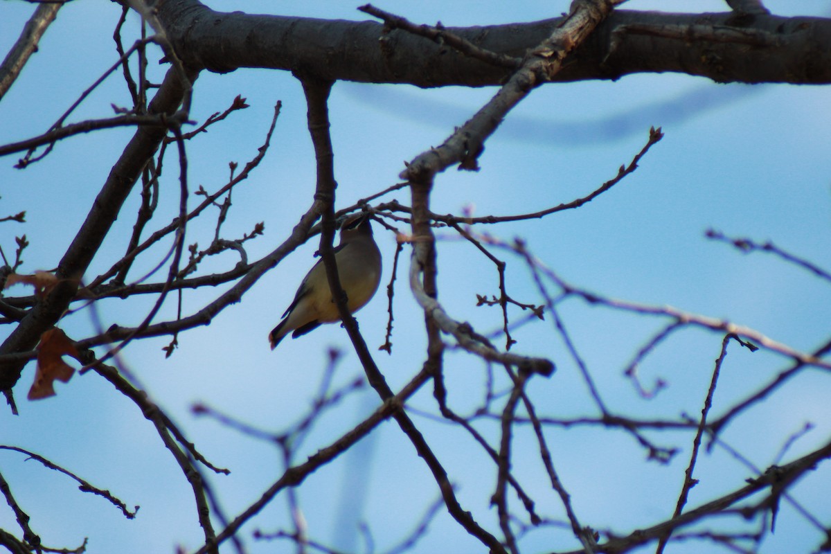 Cedar Waxwing - ML636742841