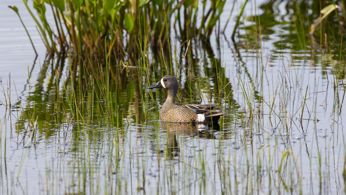 Blue-winged Teal - ML636742861