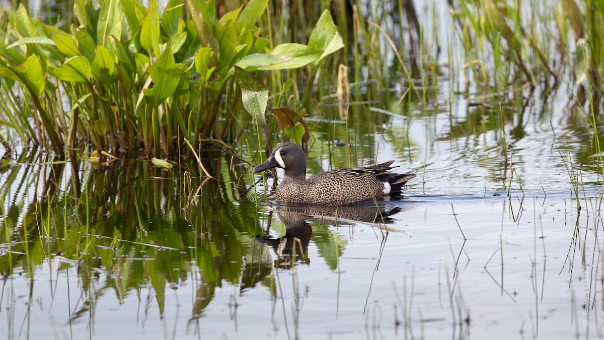 Blue-winged Teal - ML636742862