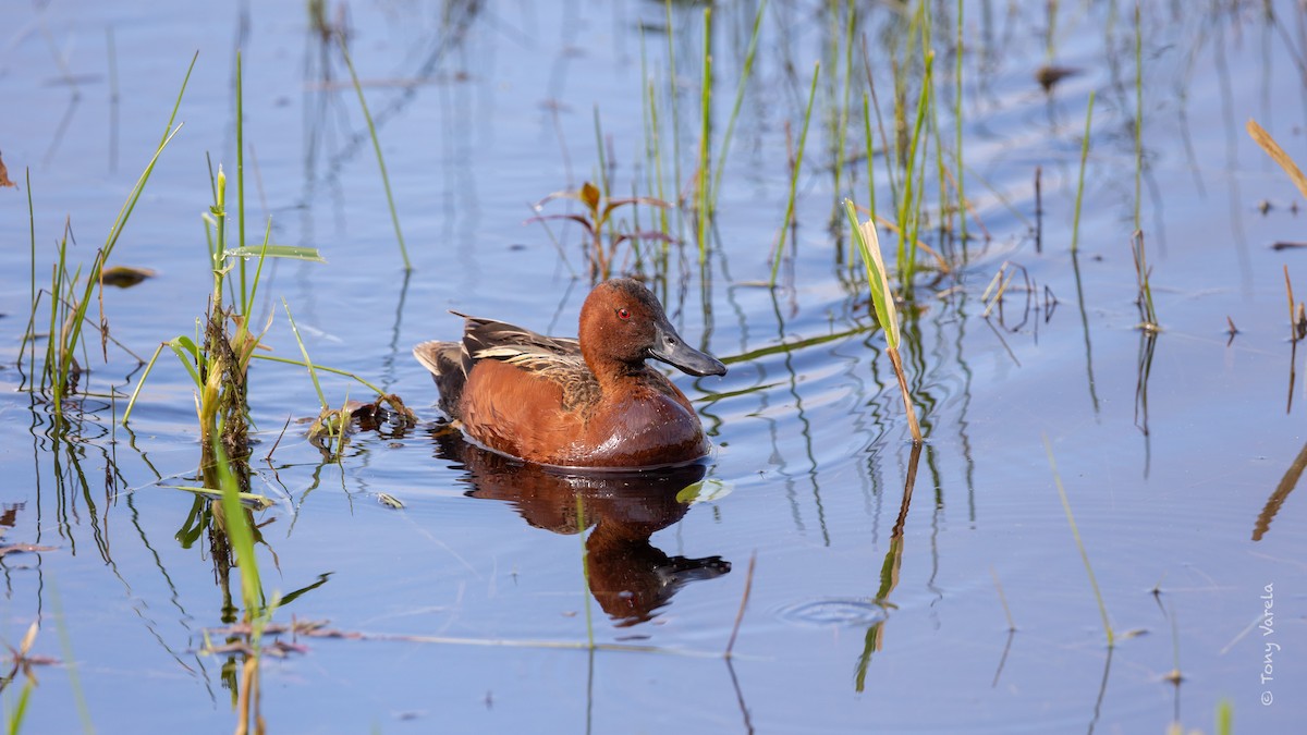 Cinnamon Teal - ML636742876