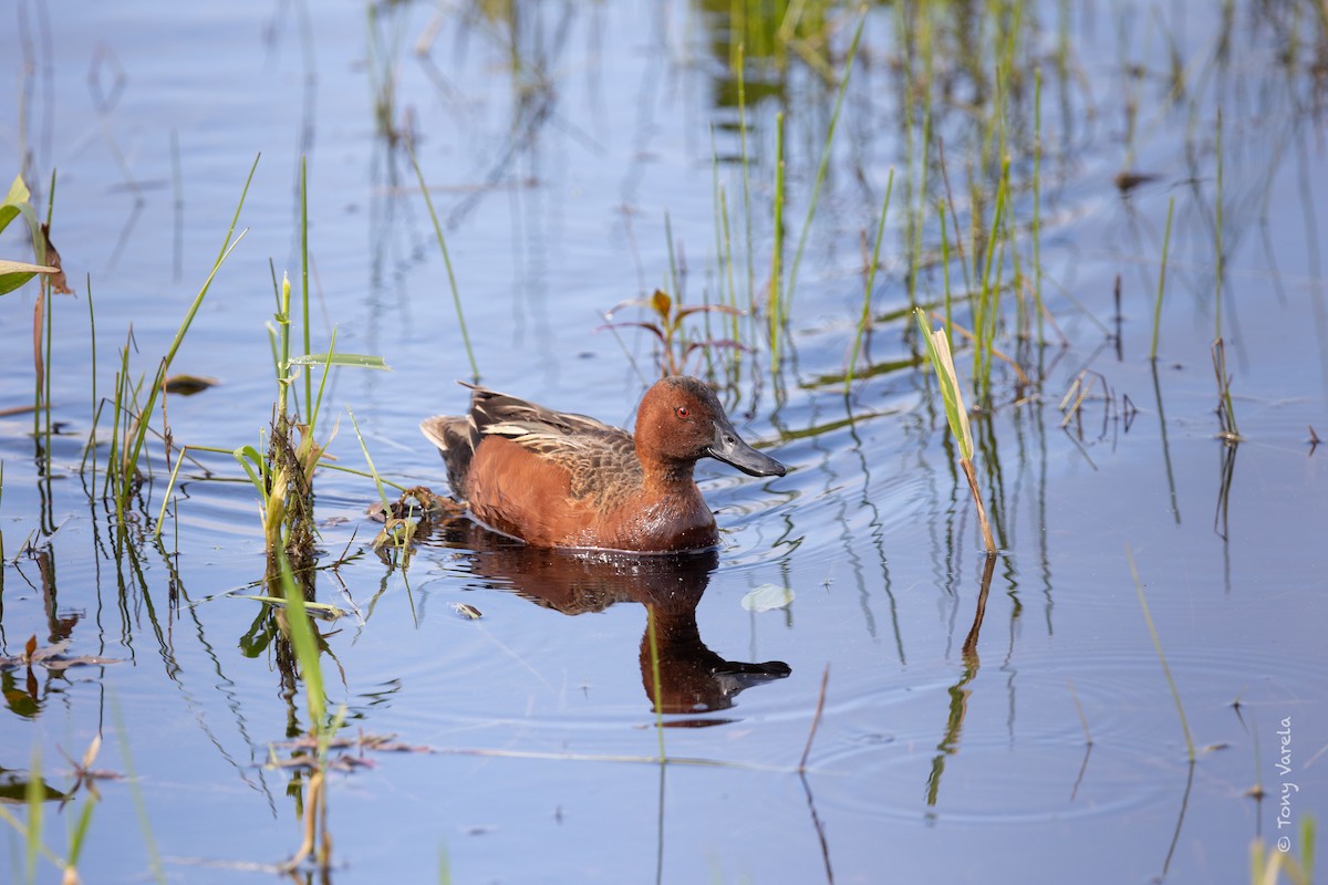 Cinnamon Teal - ML636742877