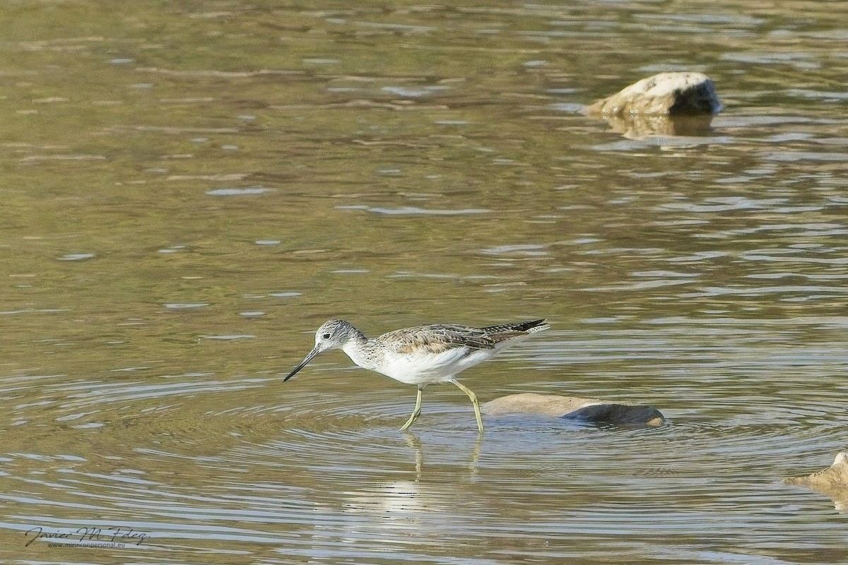 Common Greenshank - ML636742880