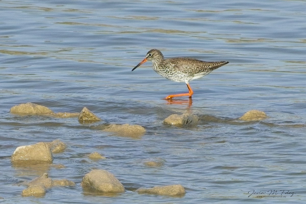 Common Redshank - ML636742901