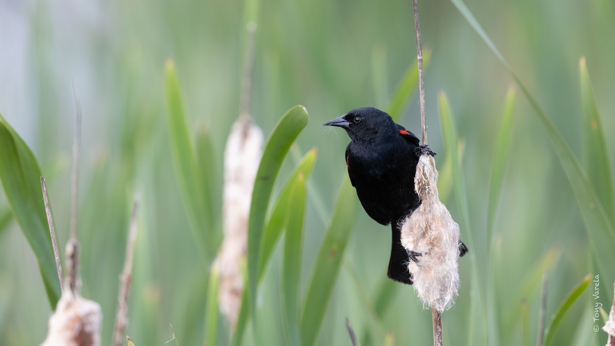 Red-winged Blackbird - ML636742903