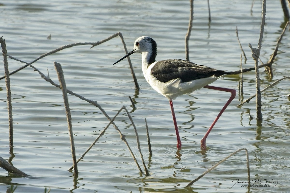 Black-winged Stilt - ML636742912