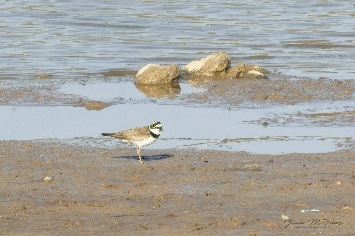 Little Ringed Plover - ML636742918