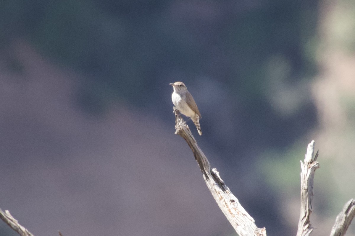 Rock Wren - ML636742933