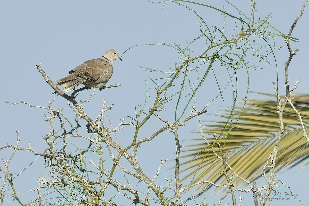 Eurasian Collared-Dove - ML636742941