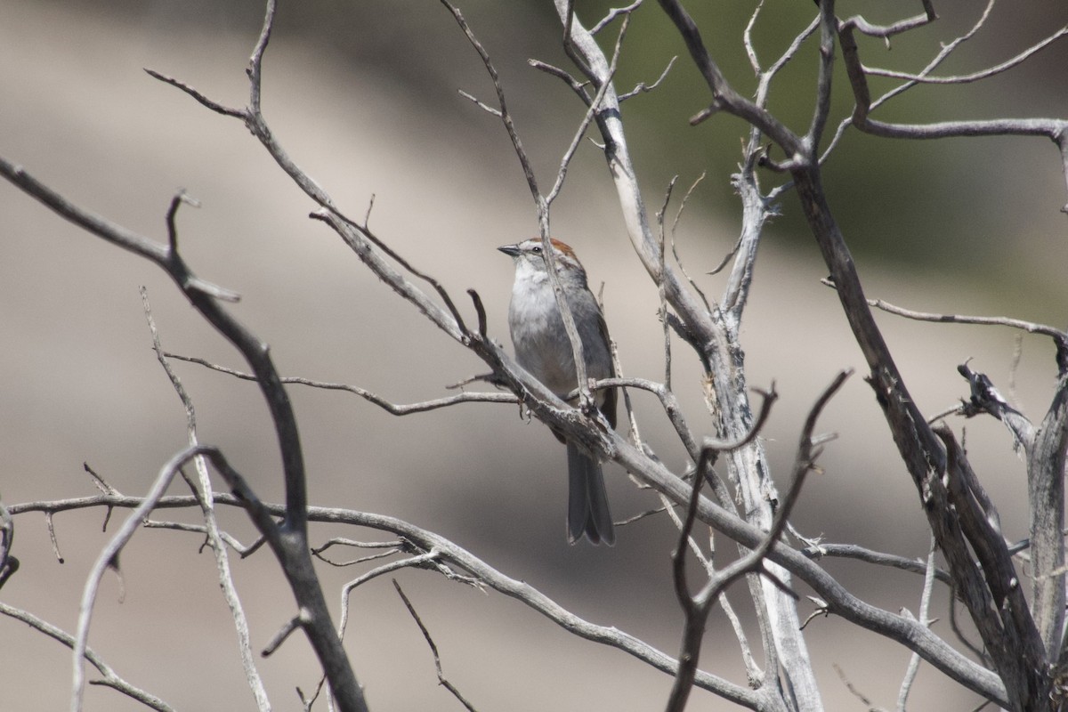 Chipping Sparrow - ML636742947