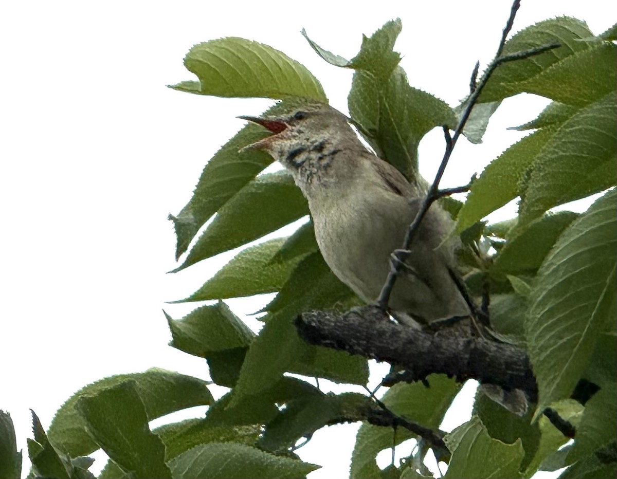 Oriental Reed Warbler - ML636742953