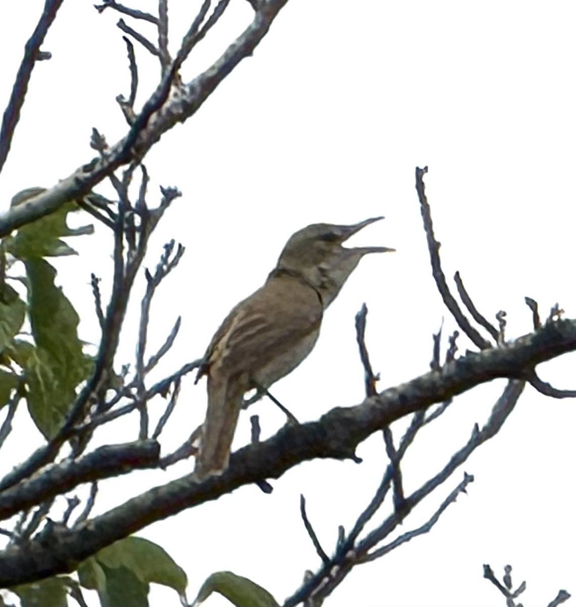 Oriental Reed Warbler - ML636742954