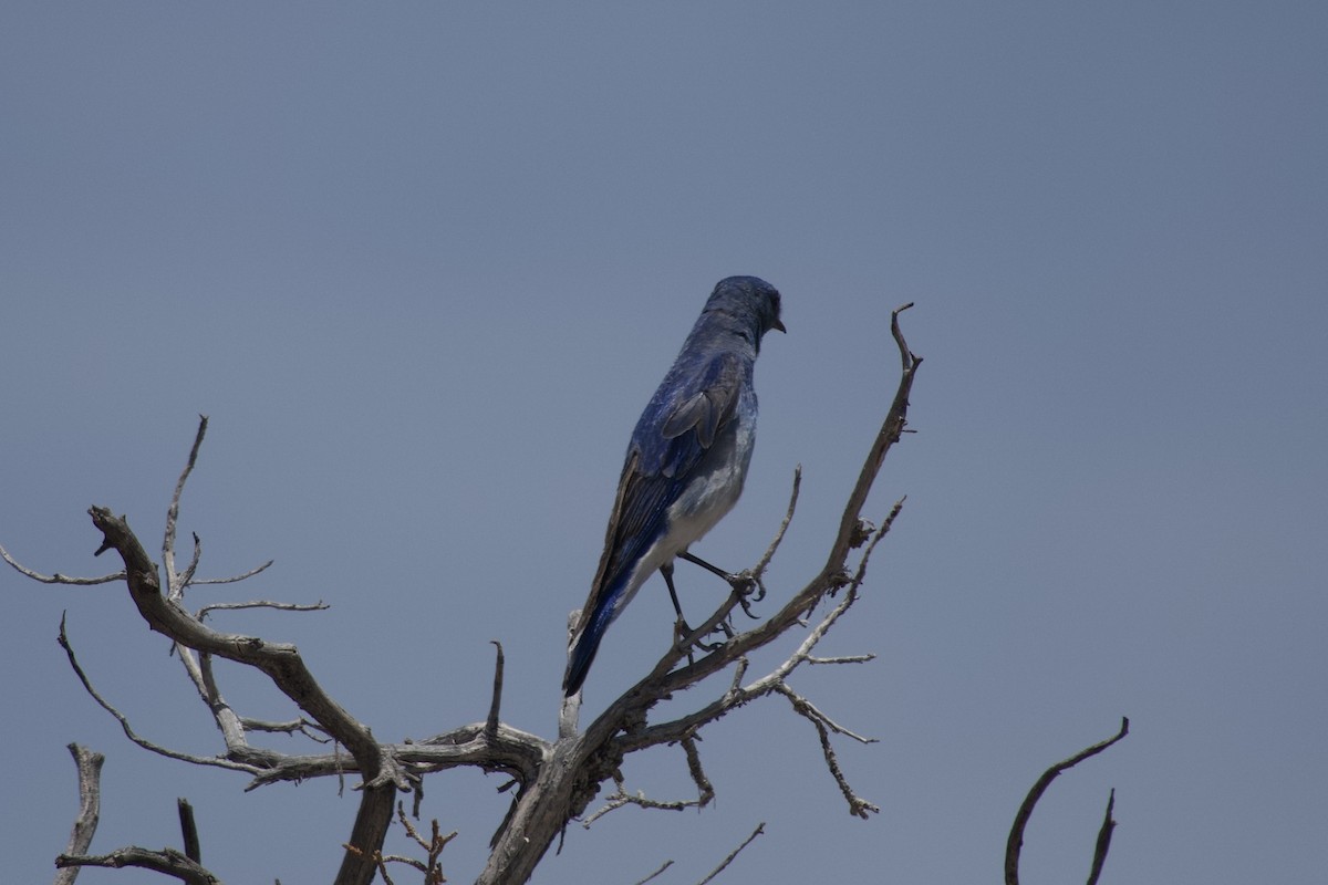 Mountain Bluebird - ML636742958