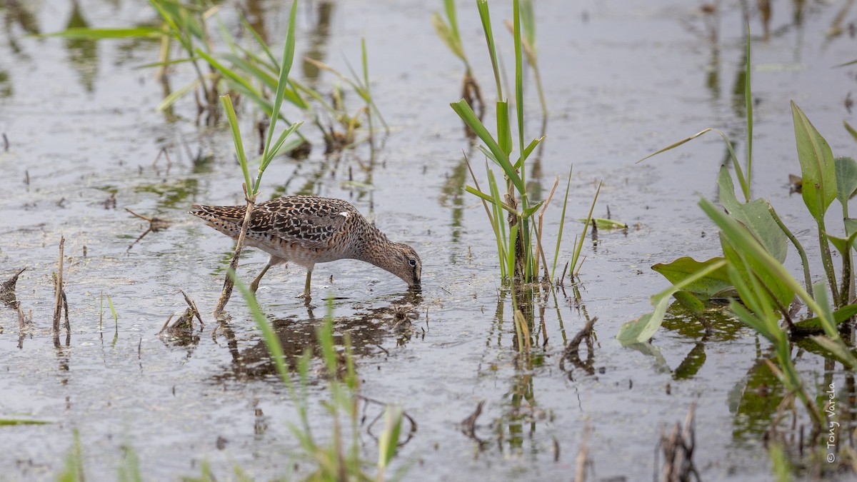 Хараалжин цууцил - ML636742962