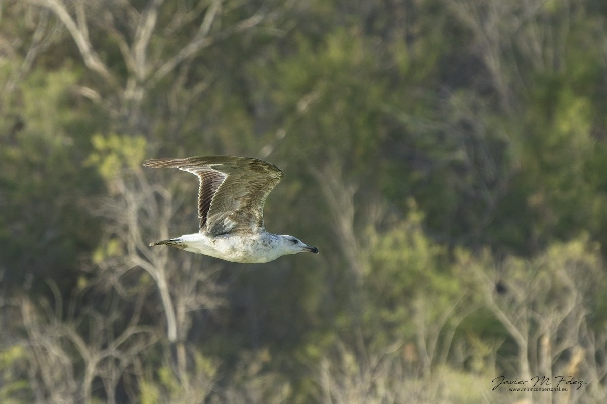 Yellow-legged Gull (atlantis) - ML636742965