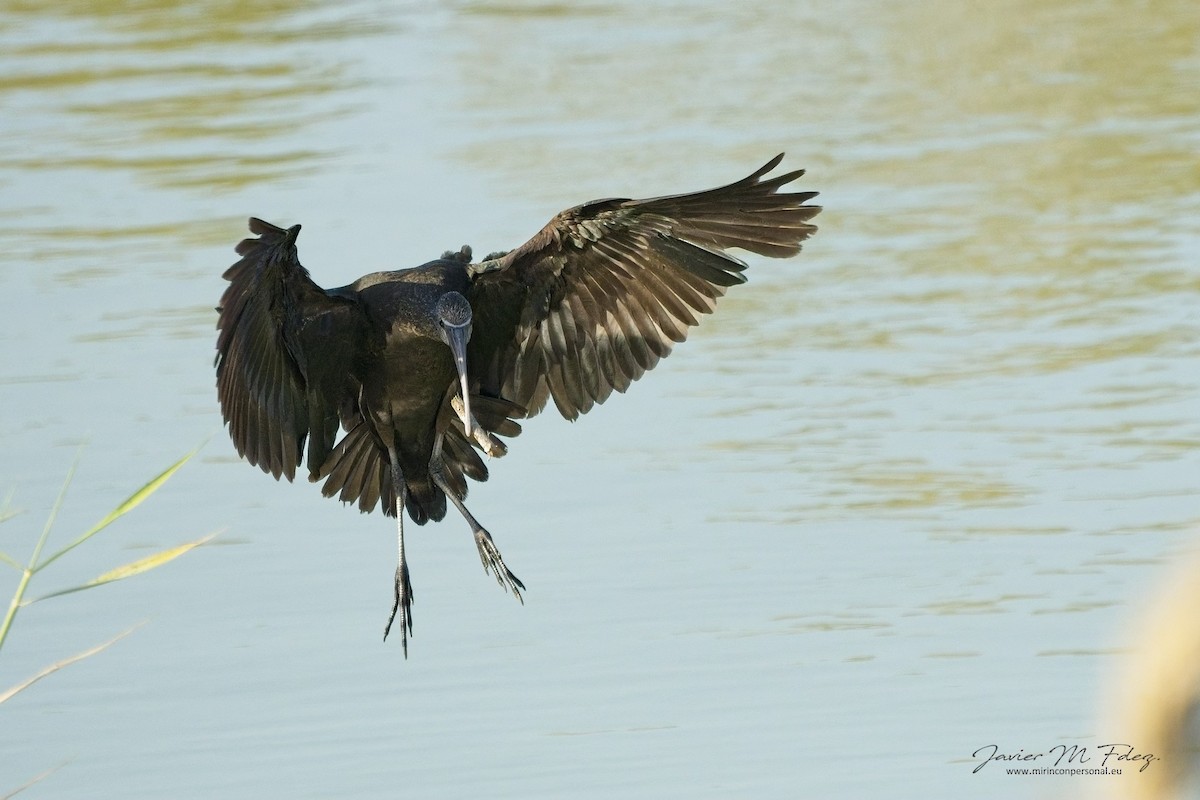 Glossy Ibis - ML636742980