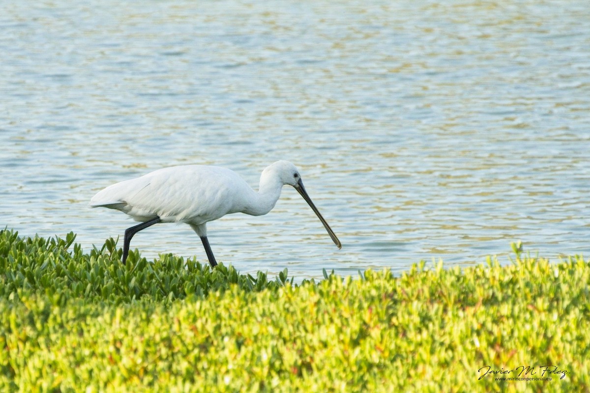 Eurasian Spoonbill - ML636742988