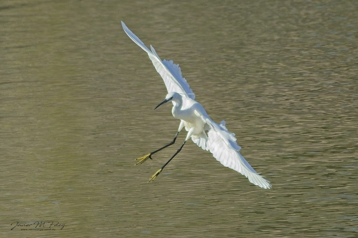 Little Egret - ML636743012