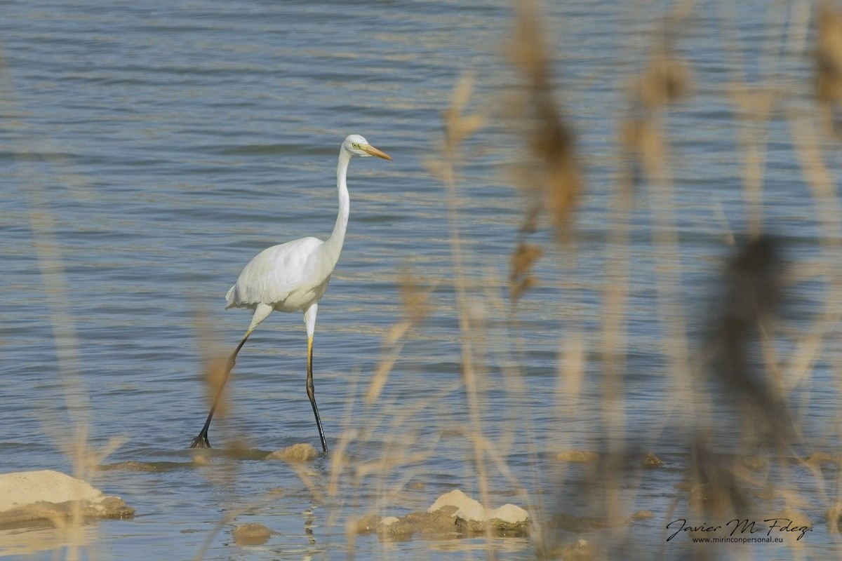 Great Egret - ML636743024