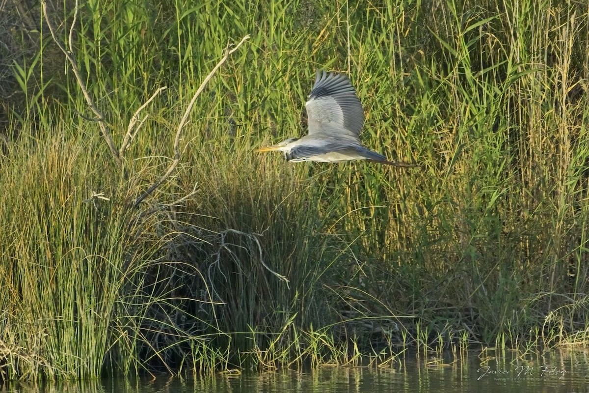 Gray Heron - ML636743035