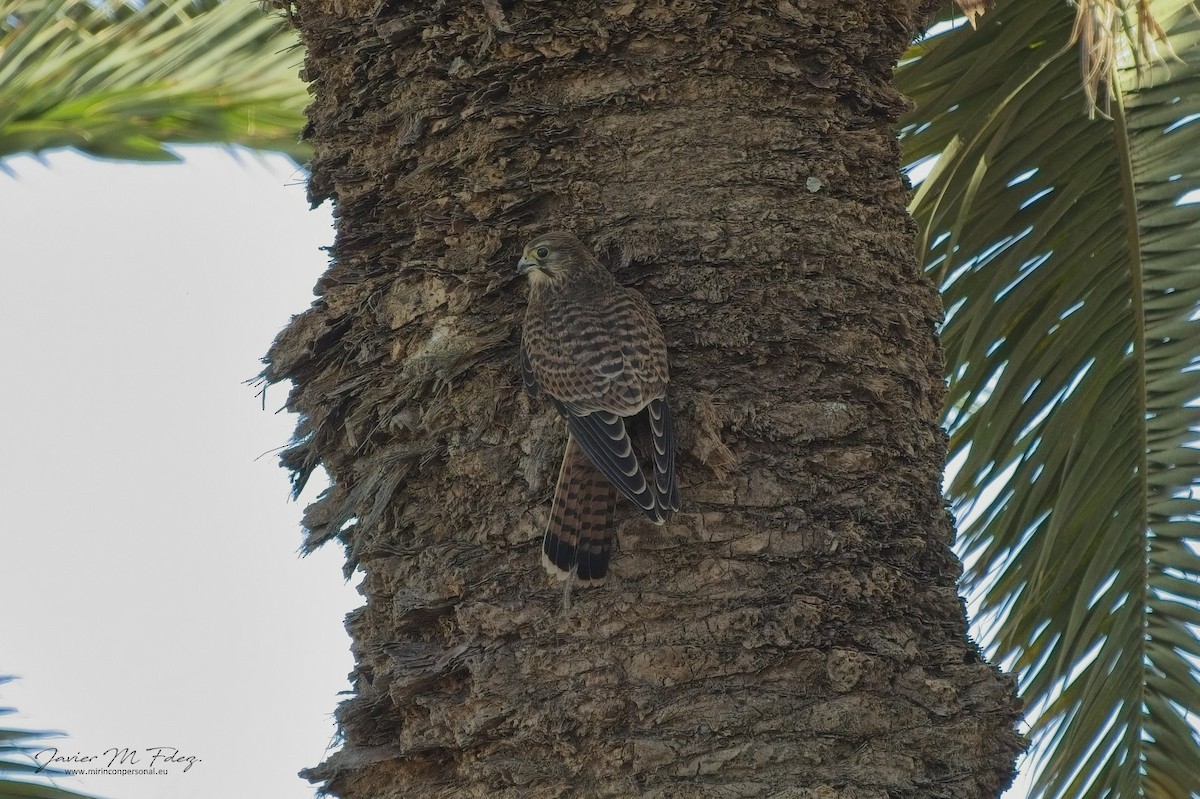 Eurasian Kestrel (Canary Is.) - ML636743041