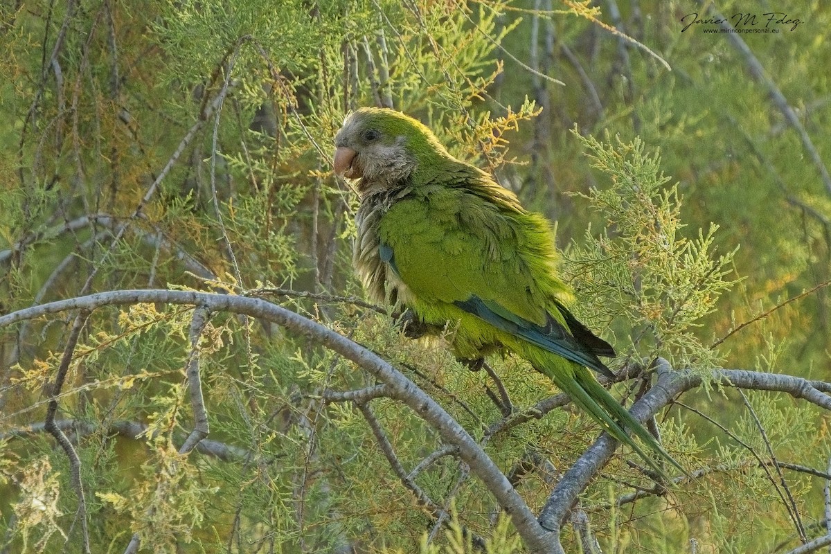 Monk Parakeet - ML636743045
