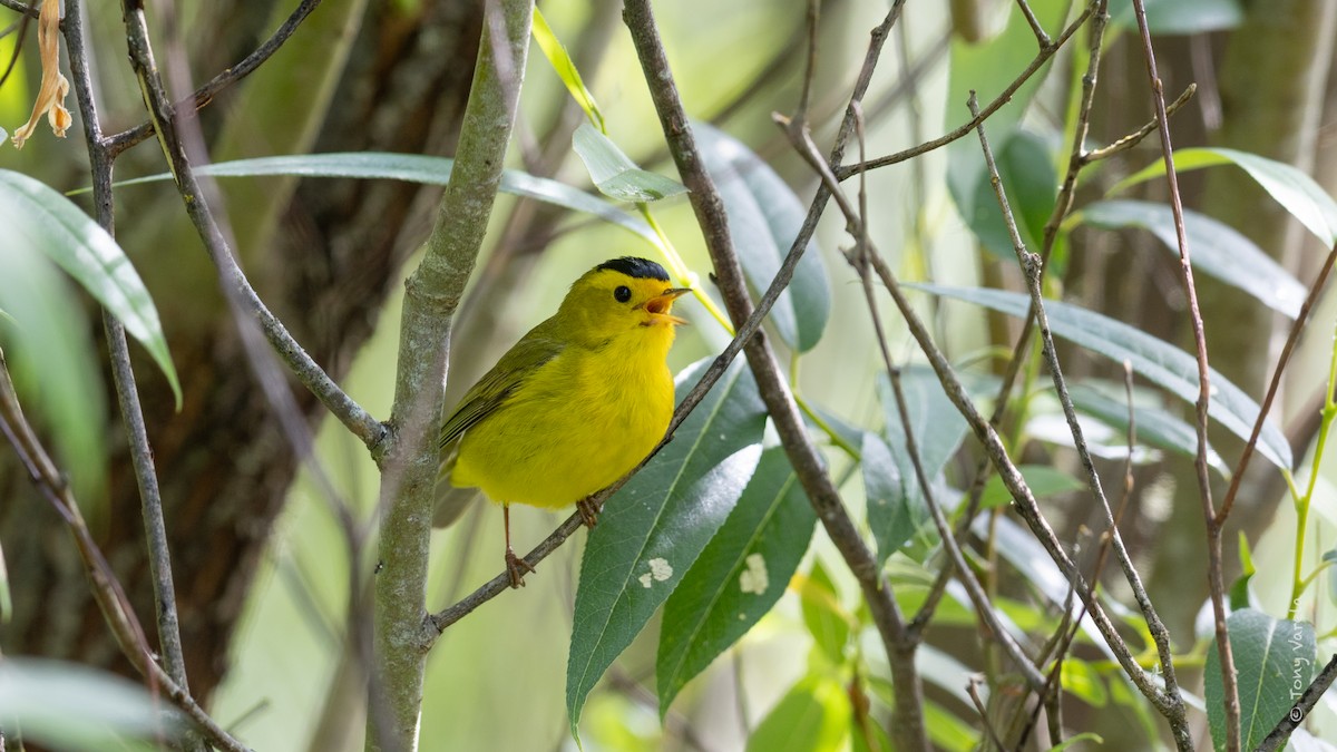 Wilson's Warbler - ML636743052