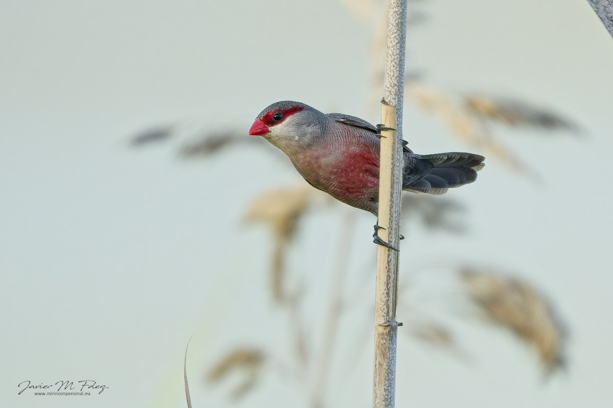 Common Waxbill - ML636743054