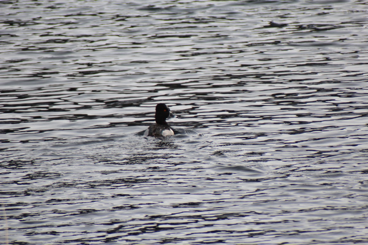 Ring-necked Duck - ML636743094