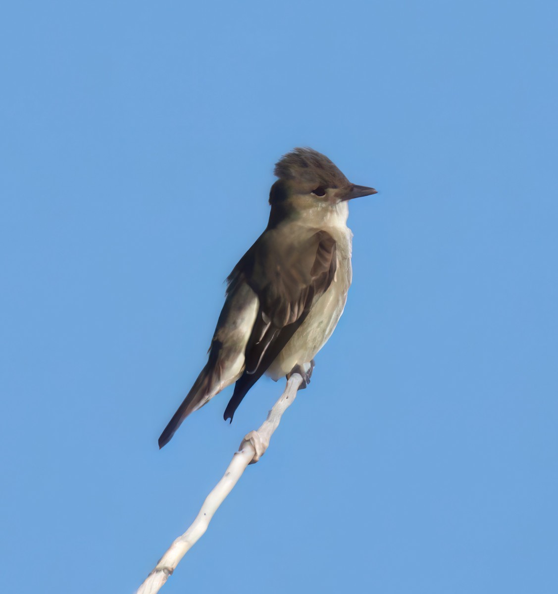 Olive-sided Flycatcher - ML636743119