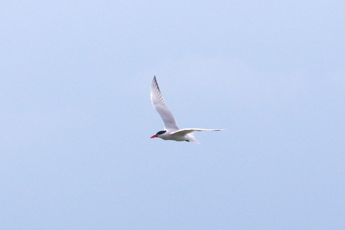 Морин хараалай - ML636743139