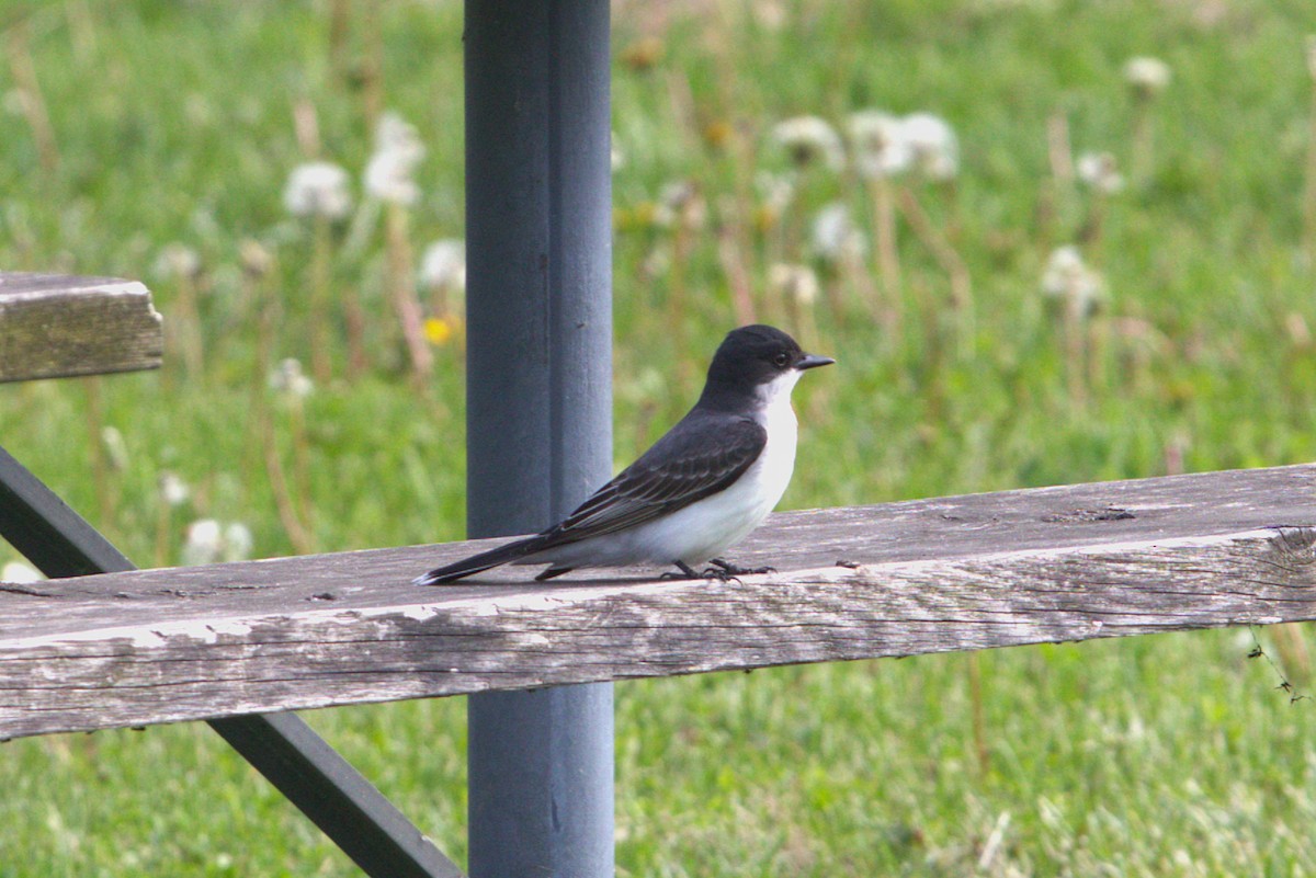 Eastern Kingbird - ML636743153