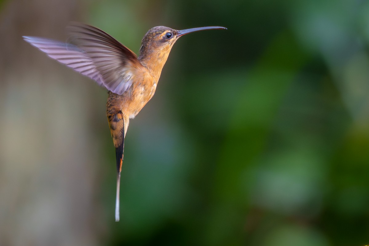 Needle-billed Hermit - ML636743265