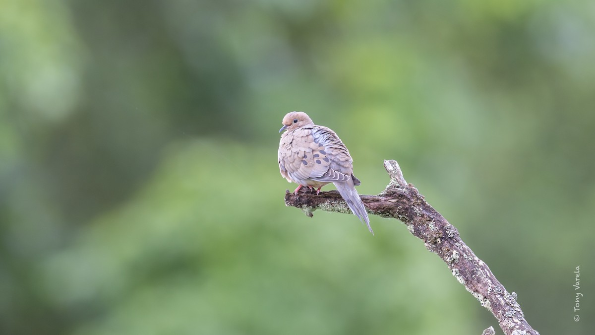 Mourning Dove - ML636743288